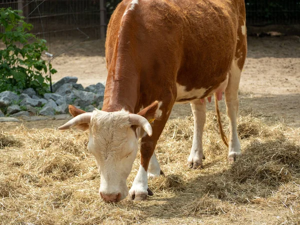 Vaca Come Palha Gado Fechar — Fotografia de Stock