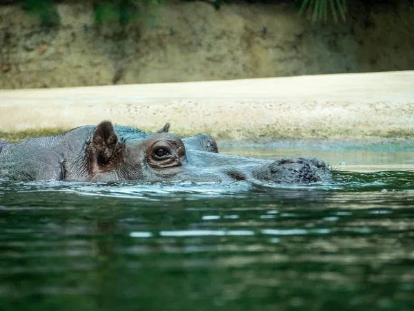 Гіпопотумус Гіппо Крупним Планом Гіпопотама Воді — стокове фото