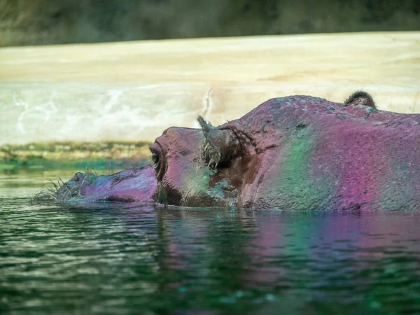 Hipopotam Hipopopotam Zamyka Hipopotam Wodzie — Zdjęcie stockowe