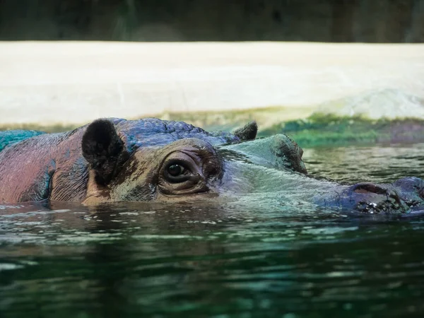 Su aygırı. Su aygırı yaklaşıyor. Sudaki su aygırları.