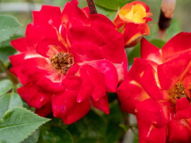 Vahşi Gül. Rose yakın plan. Vahşi gül çalısı.