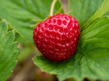 Yabani çilek. Çilekler kapanıyor. Yabani çilek çalısı.