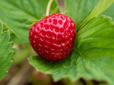 Yabani çilek. Çilekler kapanıyor. Yabani çilek çalısı.