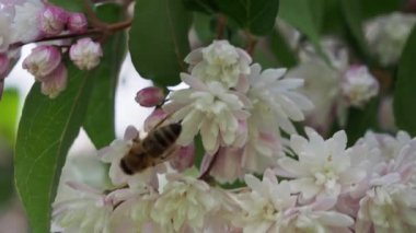 Çalı çiçeğindeki yabanarısı. Vahşi bir arı nektar toplar. Yüksek kalite 4k görüntü