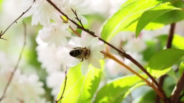 低木の花に野生の蜂 野生の蜂が蜜を集める 高品質4K映像 — ストック動画