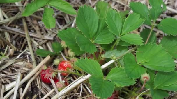 Verzamelt Aardbeien Verzamelt Aardbeien Uit Tuin Hoge Kwaliteit Beeldmateriaal — Stockvideo