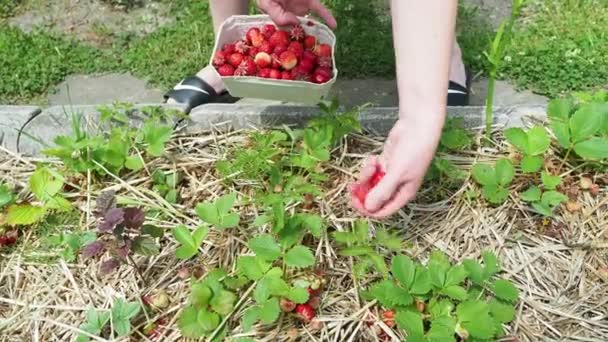 Verzamelt Aardbeien Verzamelt Aardbeien Uit Tuin Hoge Kwaliteit Beeldmateriaal — Stockvideo