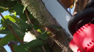 Elektrikli testere ağaca çarpar: yavaş çekim. Bir ağaç dalı gördüm. Yüksek kaliteli FullHD görüntüler