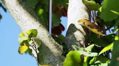 Elektrikli testere ağaca çarpar: yavaş çekim. Bir ağaç dalı gördüm. Yüksek kaliteli FullHD görüntüler