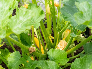 Bahçede çiçek açan kabak. Kabak fidanı..