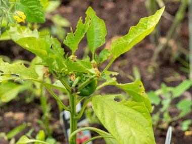 Biber çalısı böcekler tarafından yenir.