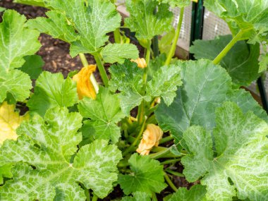 Bahçede çiçek açan kabak. Kabak fidanı..