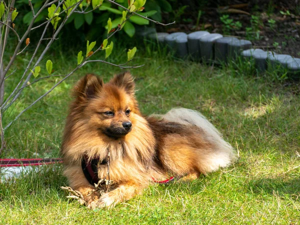 Red Spitz on the lawn. Dog on green grass.