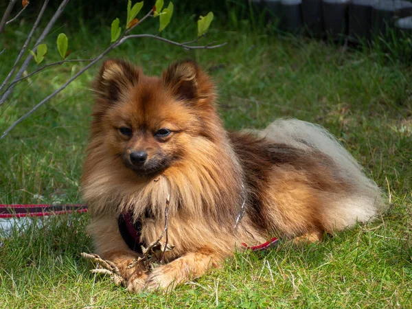 Kırmızı Spitz Çimlerin Üzerinde Yeşil Çimenlikteki Köpek — Stok fotoğraf