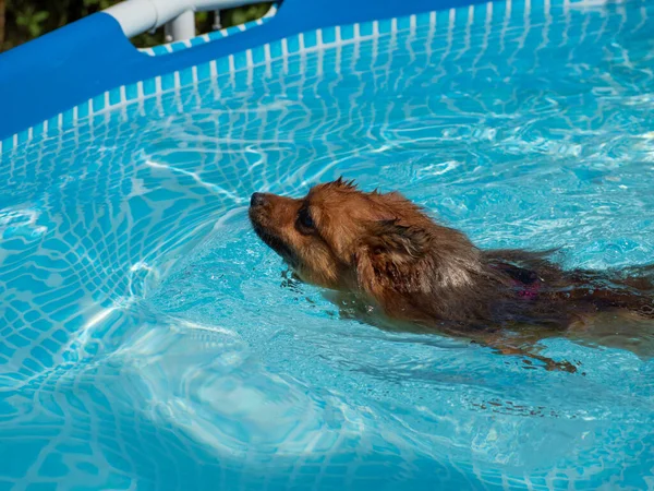 Red spitz swims in the pool. Dog in the pool.