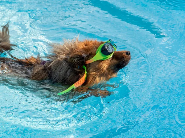 Dog in swimming goggles. Red spitz swims in the pool.