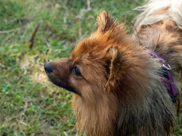 Red Spitz Het Gazon Hond Groen Gras — Stockfoto