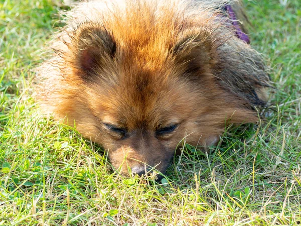 Red Spitz on the lawn. Dog on green grass.