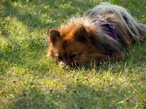 Red Spitz on the lawn. Dog on green grass.