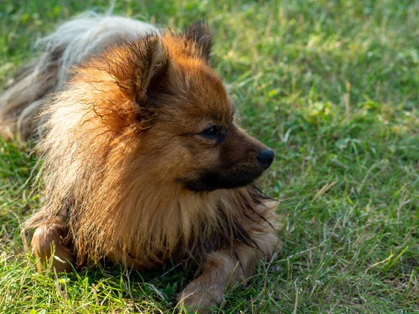 芝生の上に赤いスピッツ 緑の草の上の犬 — ストック写真