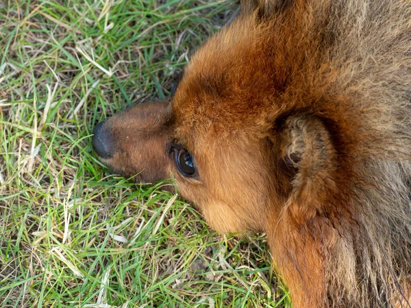 Red Spitz on the lawn. Dog on green grass.