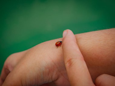 Kırmızı uğur böceği çocuk ellerinde oturuyor. Çocuk küçük uğur böceğini dikkatle alıyor. Doğa kavramıyla ilgilenmek.