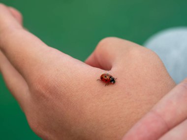 Kırmızı uğur böceği çocuk ellerinde oturuyor. Çocuk küçük uğur böceğini dikkatle alıyor. Doğa kavramıyla ilgilenmek.
