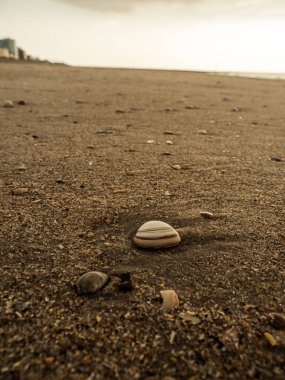 Kıyı kumu ve deniz kabukları. Arkaplan ve doku.