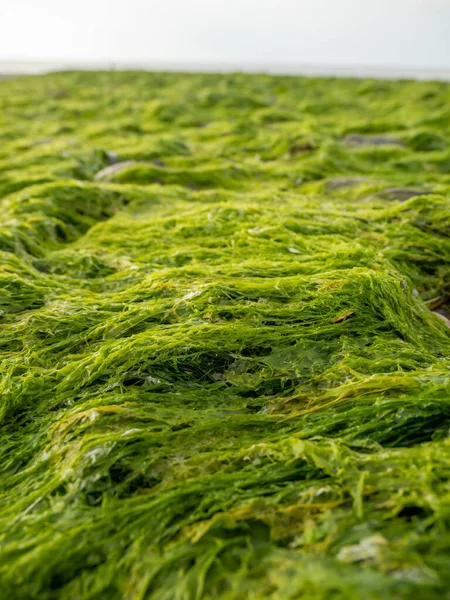 Kamienie Przybrzeżne Zielonych Algach Kontekst — Zdjęcie stockowe