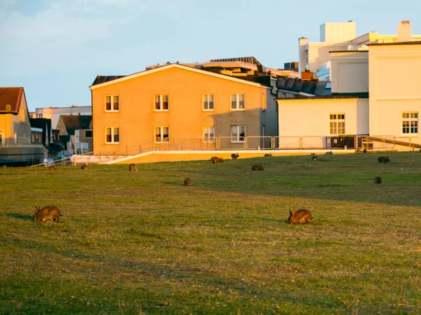Кролики Едят Траву Стадо Зайцев Лужайке — стоковое фото