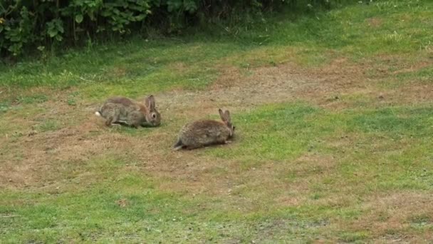 Hares Eat Grass Herd Hares Lawn High Quality Footage — Stock Video