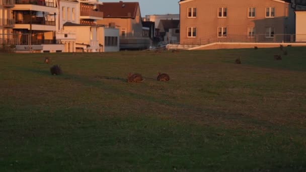 Hasen Fressen Gras Eine Hasenherde Auf Dem Rasen Hochwertiges Filmmaterial — Stockvideo