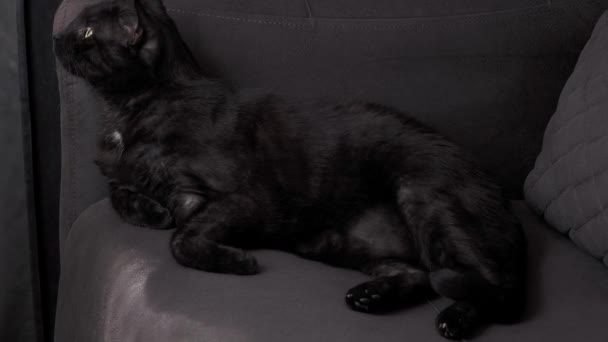 Schwarze Katze Auf Dem Sofa Hochwertiges Filmmaterial — Stockvideo