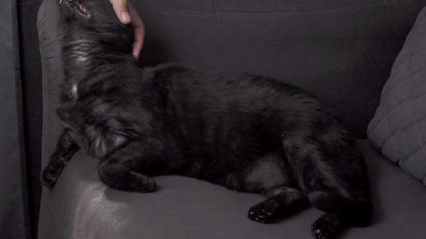 Black Cat Sofa High Quality Footage — Video