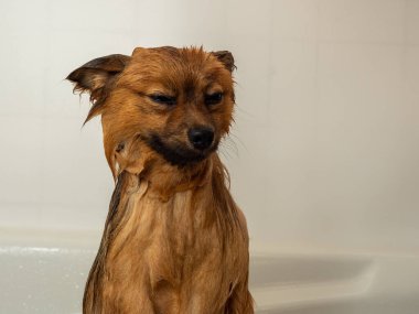 Köpek duş alır. Spitz banyo yapıyor..