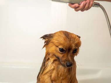 Köpek duş alır. Spitz banyo yapıyor..
