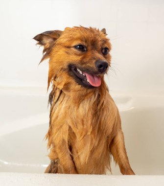 Köpek duş alır. Spitz banyo yapıyor..