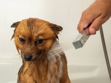 Köpek duş alır. Spitz banyo yapıyor..
