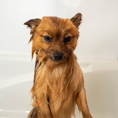 Köpek duş alır. Spitz banyo yapıyor..