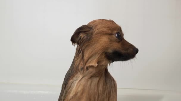 Dog Takes Shower Spitz Taking Bath High Quality Footage — Vídeo de Stock