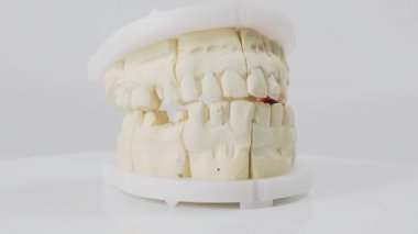 Plaster model or cast of human teeth. Teeth model on a white background.