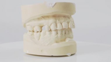 Plaster model or cast of human teeth. Teeth model on a white background.