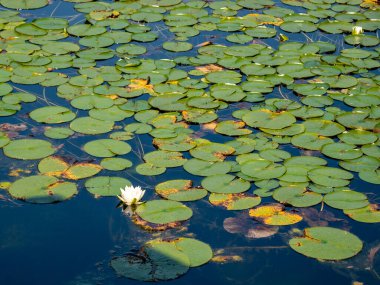 Lilies in the pond. Blooming lilies on the water. Beautiful lilies.
