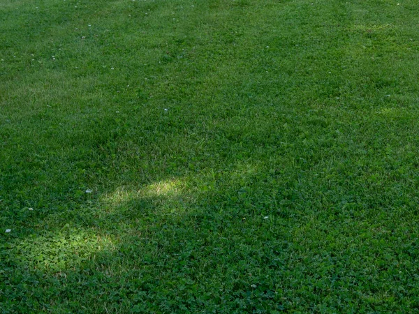 Green Cut Lawn Mowed Green Grass Lawn Park — Photo