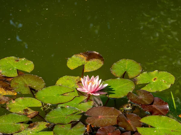 Lilies in the pond. Blooming lilies on the water. Beautiful lilies.