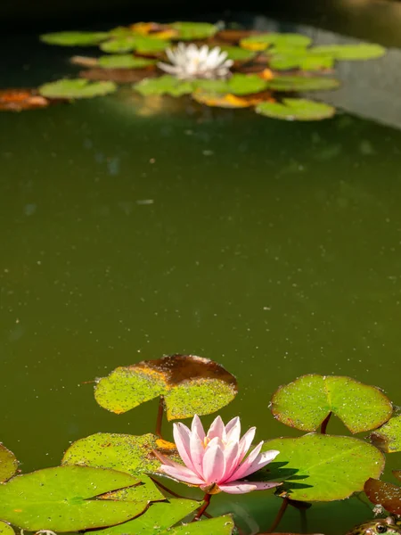 Lilies in the pond. Blooming lilies on the water. Beautiful lilies.