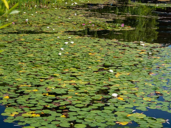 Lilies in the pond. Blooming lilies on the water. Beautiful lilies.