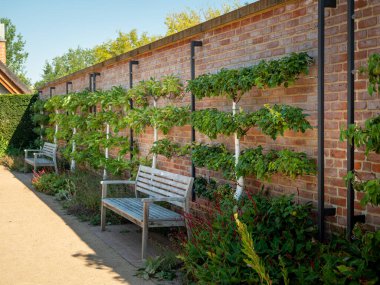 Apple trees near the brick wall. Apple trees are planted along the wall. Apples on the background of a brick wall.