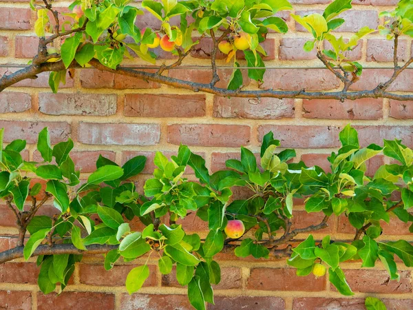 Apple Trees Brick Wall Apple Trees Planted Wall Apples Background — Fotografia de Stock