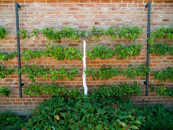 Apple Trees Brick Wall Apple Trees Planted Wall Apples Background — Fotografia de Stock